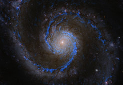 Abbildung 1: Molekülwolken in der Whirlpool-Galaxie M 51. Die blauen Strukturen zeigen die Verteilung der Wasserstoffmoleküle in M51 an, des Rohmaterials für die Sternentstehung. Die Astronomen des PAWS-Teams haben aus diesen Daten einen Katalog von mehr als 1.500 Molekülwolken erstellt. Im Hintergrund ist ein Bild der Galaxie im sichtbaren Licht zu sehen, aufgenommen mit dem Weltraumteleskop Hubble. Darüber ist in blau die CO(1-0)-Strahlung der Kohlenstoffmonoxid-Moleküle gezeigt, die für die PAWS-Studie mit den Millimeterteleskopen des Institut de Radioastronomie Millimétrique aufgenommen wurden; da Kohlenstoffmonoxid- und Wasserstoffmoleküle zusammen auftreten, zeigt diese Strahlung die Verteilung von molekularem Wasserstoff an.