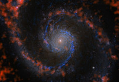 Abbildung 2: Molekül- und Gaswolken in der Whirlpool-Galaxie M 51. Die blauen Strukturen zeigen die Verteilung der Wasserstoffmoleküle in M51 an, des Rohmaterials für die Sternentstehung. Die Astronomen des PAWS-Teams haben aus diesen Daten einen Katalog von mehr als 1.500 Molekülwolken erstellt. In rot sind Wolken von atomarem Wasserstoff sichtbar. Im Hintergrund ist ein Bild der Galaxie im sichtbaren Licht zu sehen, aufgenommen mit dem Weltraumteleskop Hubble. Darüber ist in blau die CO(1-0)-Strahlung der Kohlenstoffmonoxid-Moleküle gezeigt, die für die PAWS-Studie mit den Millimeterteleskopen des Institut de Radioastronomie Millimétrique aufgenommen wurden; da Kohlenstoffmonoxid- und Wasserstoffmoleküle zusammen auftreten, zeigt diese Strahlung die Verteilung von molekularem Wasserstoff an. Rot ist die HI-Linienemission des atomaren Gases dargestellt.