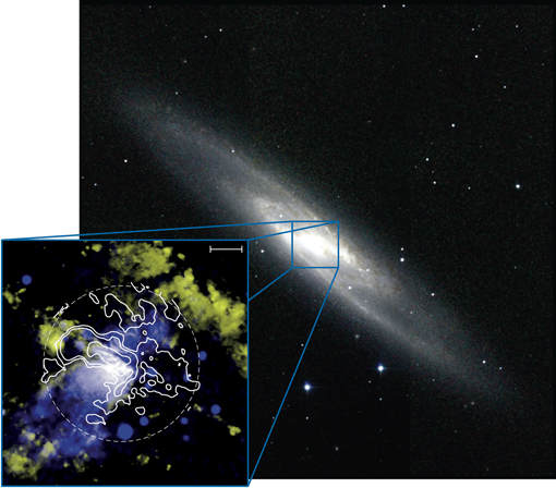 Abbildung 2: Bild der Spiralgalaxie NGC 253. Das kleinere Falschfarbenbild zeigt die Zentralregion der Galaxie und fasst eine Vielzahl von Informationen zusammen, die aus astronomischen Beobachtungen der Galaxie NGC 253 gewonnen wurden. In blau ist Röntgenstrahlung zu sehen, die von sehr heißem Plasma abgestrahlt wird. Dieses Plasma wird aus den Gebieten mit hoher Sternbildungs-Aktivität (Starburst) in der Zentralregion von NGC 253 ausgestoßen. Für Wasserstoffatome charakteristisches Licht (genauer: das Licht, das bei der Rekombination von Wasserstoffionen frei wird) ist gelb dargestellt.
Es zeigt sowohl die Plasmaströmung als auch diejenigen Gebiete im Zentrum und den Spiralarmen, in denen derzeit gerade neue Sterne entstehen. Die weißen Konturlinien stellen die Strahlung des molekularen Gases dar, die ALMA beobachtet hat. Dieses Gas ist zum einen im Zentrum konzentriert – als Rohmaterial für den Starburst. Den entscheidenden Hinweis gibt das Vorhandensein von molekularem Gas an den Rändern der Gasströmung (dessen Röntgenstrahlung blau dargestellt ist). Offenbar lässt die Starburst-Aktivität große Mengen von molekularem Gas ausströmen. Dieses Gas steht für die Entstehung neuer Sterne dann erst einmal nicht mehr zur Verfügung. Abbildung 2: Bild der Spiralgalaxie NGC 253. Das kleinere Falschfarbenbild zeigt die Zentralregion der Galaxie und fasst eine Vielzahl von Informationen zusammen, die aus astronomischen Beobachtungen der Galaxie NGC 253 gewonnen wurden. In blau ist Röntgenstrahlung zu sehen, die von sehr heißem Plasma abgestrahlt wird. Dieses Plasma wird aus den Gebieten mit hoher Sternbildungs-Aktivität (Starburst) in der Zentralregion von NGC 253 ausgestoßen. Für Wasserstoffatome charakteristisches Licht (genauer: das Licht, das bei der Rekombination von Wasserstoffionen frei wird) ist gelb dargestellt.
Es zeigt sowohl die Plasmaströmung als auch diejenigen Gebiete im Zentrum und den Spiralarmen, in denen derzeit gerade neue Sterne entstehen. Die weißen Konturlinien stellen die Strahlung des molekularen Gases dar, die ALMA beobachtet hat. Dieses Gas ist zum einen im Zentrum konzentriert – als Rohmaterial für den Starburst. Den entscheidenden Hinweis gibt das Vorhandensein von molekularem Gas an den Rändern der Gasströmung (dessen Röntgenstrahlung blau dargestellt ist). Offenbar lässt die Starburst-Aktivität große Mengen von molekularem Gas ausströmen. Dieses Gas steht für die Entstehung neuer Sterne dann erst einmal nicht mehr zur Verfügung.