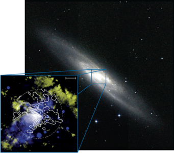 Abbildung 2: Bild der Spiralgalaxie NGC 253. Das kleinere Falschfarbenbild zeigt die Zentralregion der Galaxie und fasst eine Vielzahl von Informationen zusammen, die aus astronomischen Beobachtungen der Galaxie NGC 253 gewonnen wurden. In blau ist Röntgenstrahlung zu sehen, die von sehr heißem Plasma abgestrahlt wird. Dieses Plasma wird aus den Gebieten mit hoher Sternbildungs-Aktivität (Starburst) in der Zentralregion von NGC 253 ausgestoßen. Für Wasserstoffatome charakteristisches Licht (genauer: das Licht, das bei der Rekombination von Wasserstoffionen frei wird) ist gelb dargestellt.
Es zeigt sowohl die Plasmaströmung als auch diejenigen Gebiete im Zentrum und den Spiralarmen, in denen derzeit gerade neue Sterne entstehen. Die weißen Konturlinien stellen die Strahlung des molekularen Gases dar, die ALMA beobachtet hat. Dieses Gas ist zum einen im Zentrum konzentriert – als Rohmaterial für den Starburst. Den entscheidenden Hinweis gibt das Vorhandensein von molekularem Gas an den Rändern der Gasströmung (dessen Röntgenstrahlung blau dargestellt ist). Offenbar lässt die Starburst-Aktivität große Mengen von molekularem Gas ausströmen. Dieses Gas steht für die Entstehung neuer Sterne dann erst einmal nicht mehr zur Verfügung. Abbildung 2: Bild der Spiralgalaxie NGC 253. Das kleinere Falschfarbenbild zeigt die Zentralregion der Galaxie und fasst eine Vielzahl von Informationen zusammen, die aus astronomischen Beobachtungen der Galaxie NGC 253 gewonnen wurden. In blau ist Röntgenstrahlung zu sehen, die von sehr heißem Plasma abgestrahlt wird. Dieses Plasma wird aus den Gebieten mit hoher Sternbildungs-Aktivität (Starburst) in der Zentralregion von NGC 253 ausgestoßen. Für Wasserstoffatome charakteristisches Licht (genauer: das Licht, das bei der Rekombination von Wasserstoffionen frei wird) ist gelb dargestellt.
Es zeigt sowohl die Plasmaströmung als auch diejenigen Gebiete im Zentrum und den Spiralarmen, in denen derzeit gerade neue Sterne entstehen. Die weißen Konturlinien stellen die Strahlung des molekularen Gases dar, die ALMA beobachtet hat. Dieses Gas ist zum einen im Zentrum konzentriert – als Rohmaterial für den Starburst. Den entscheidenden Hinweis gibt das Vorhandensein von molekularem Gas an den Rändern der Gasströmung (dessen Röntgenstrahlung blau dargestellt ist). Offenbar lässt die Starburst-Aktivität große Mengen von molekularem Gas ausströmen. Dieses Gas steht für die Entstehung neuer Sterne dann erst einmal nicht mehr zur Verfügung.