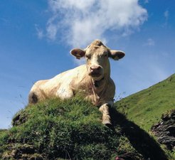 Der Tierschutz hat in Deutschland einen hohen, verfassungsrechtlich verankerten Rang: Im Grundgesetz Art. 20 a wird dem Wohl von Tieren ein bedeutender rechtlicher Status eingeräumt.