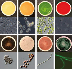 Fig. 1: Eight of the 137 microorganism samples used to measure biosignatures for the catalog. In each panel, the top is a regular photograph of the sample and the bottom is a micrograph, a 400x zoomed-in version of the top image. The scientists were aiming to achieve diversity in color and pigmentation.Top left to bottom right: Unknown species of genus bacillus (Sonoran desert, AZ, USA); unkown species of genus Arthrobacter (Atacama desert, Chile); Chlorella protothecoides (sap of a wounded white poplar); unknown species of genus Ectothiorhodospira (Big Soda Lake, NV, USA); unknown species of genus Anabaena (with green fluorescent protein; stagnant freshwater); unknown species of genus Phormidium (Kamori Channel, Palau); Porphyridium purpureum (old woodwork at salt spring, Boone's Lick State Park, MO, USA); Dermocarpa violacea (aquarium outflow, La Jolla, CA, USA).