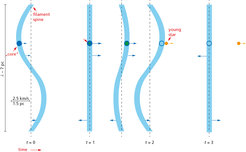 Figure 2: Sketch of the slingshot mechanism. While the object is still a protostar, it is wafted along with the undulating filament. Once the protostar has transformed into a young star, becoming much more compact in the process, interaction with the filament is not sufficiently strong to effect significant acceleration. The young star is left behind as the filament undulates on, or shot out of the filament as by a slingshot.