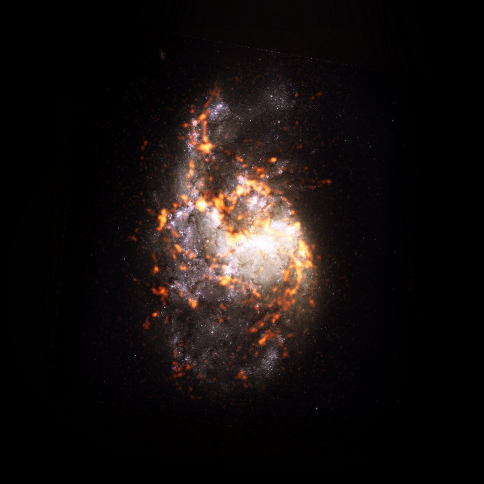 Ein anderes Objekt, welches im Rahmen von PHANGS untersucht wurde, ist NGC 1385, eine Galaxie, die eine "flockige" Scheibenmorphologie aufweist. Die Untersuchung ergab, dass entgegen der akzeptierten wissenschaftlichen Theorie nicht alle stellaren Kinderstuben gleich aussehen oder sich gleich verhalten. NG1385 ist hier als ALMA (orange/rot) Komposit mit Hubble Space Telescope (HST) Daten dargestellt.