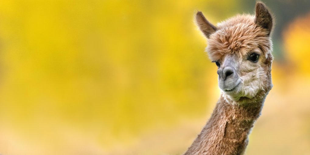 Hochwirksame und stabile Nanobodies stoppen SARS-CoV-2