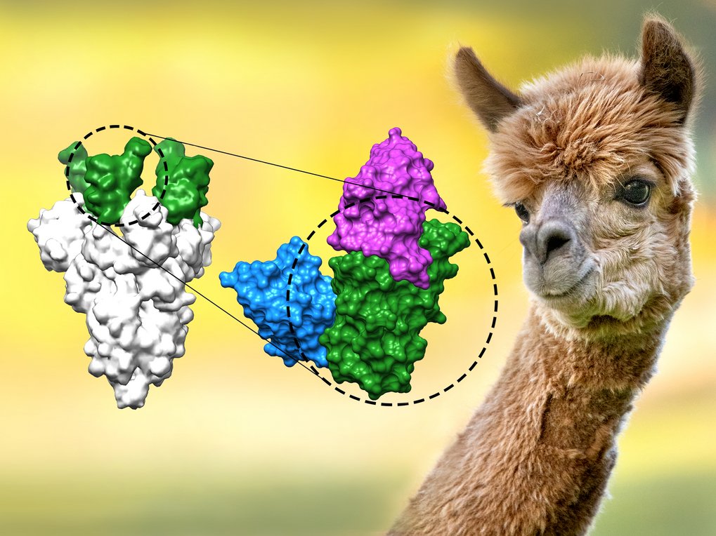 Highly potent, stable nanobodies stop SARS-CoV-2 