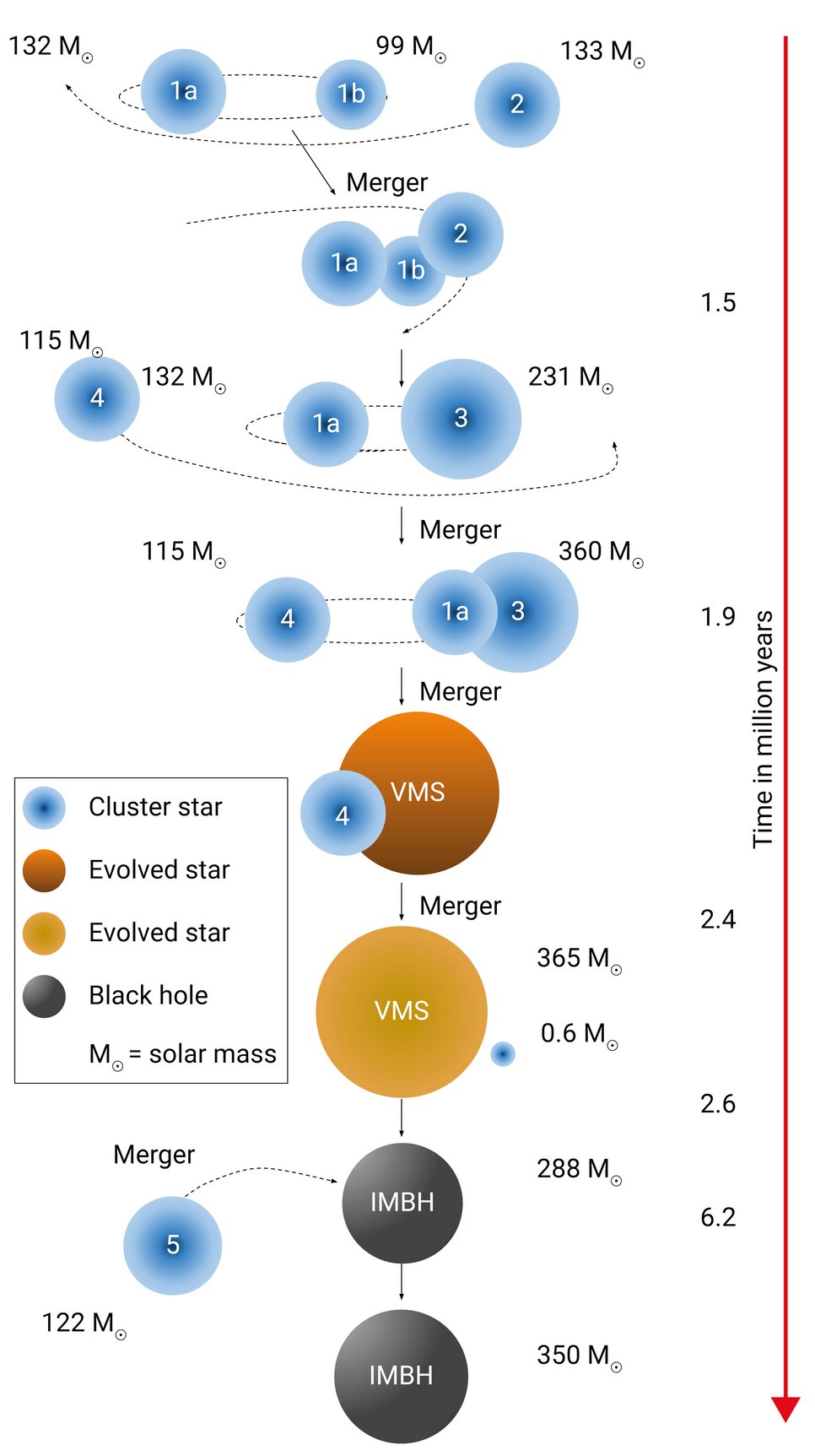 Dieses Diagramm veranschaulicht einen Mechanismus, bei dem massereiche Haufensterne (1-5) innerhalb von etwa 6 Millionen Jahren zu einem mittelschweren schwarzen Loch (engl.: intermediate-mass black hole, IMBH) werden. Die Sequenz beginnt mit drei normalen Sternen, von denen zwei einen Doppelstern bilden, die sich gegenseitig umkreisen (1a, 1b, 2). Nach einiger Zeit kommt es zu einer Verschmelzung dieses Dreifachsterns, so dass nur noch zwei Sterne übrigbleiben (1a, 3), die wiederum einen massereichen Haufenstern (4) einfangen. Schließlich verschmelzen zwei Sterne (1a, 3) zu einem so genannten sehr massereichen Stern (engl.: very massive star, VMS), der mehr als 300 Sonnenmassen aufweist. In diesem Stadium kann der VMS weiter wachsen, indem er Material von seinem Begleiter abzieht (4). Der VMS ist nun massereich genug, um sich zu einem schwarzen Loch (IMBH) zu entwickeln. Er wächst weiter, indem er weitere Sterne einfängt (5), was schließlich zu einem schwarzen Loch von 350 Sonnenmassen führt.