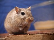 Wenn Mäuse fettige Lebensmittel während der Schwangerschaft riechen, kann dies das Risiko für Übergewicht und Fettleibigkeit beim Nachwuchs erhöhen.