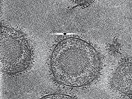 Kryo-Elektronen-Tomografie-Aufnahme: Die Virusmembran ist dicht mit Proteinen besetzt, die für die Infektion der Wirtszelle entscheidend sind, darunter das Glykoprotein B.